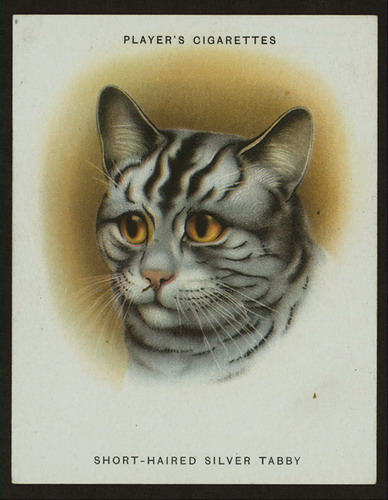 Сигаретные карточки с кошками фото 3