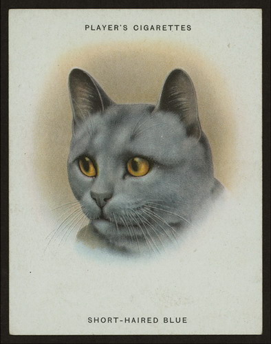 Сигаретные карточки с кошками фото 5