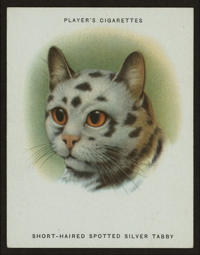 Сигаретные карточки с кошками фото 6