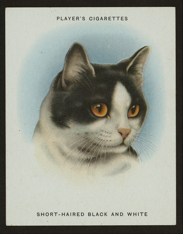 Сигаретные карточки с кошками :: фотография 2
