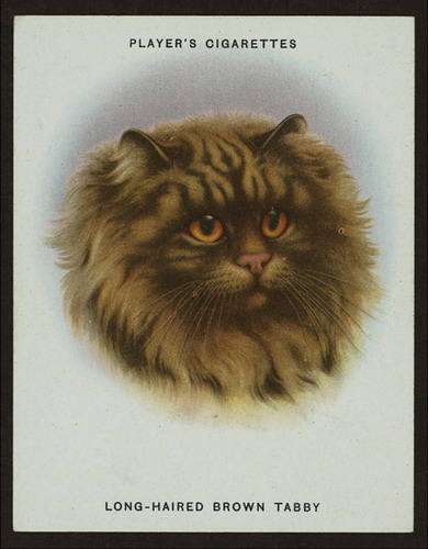 Сигаретные карточки с кошками фото 8