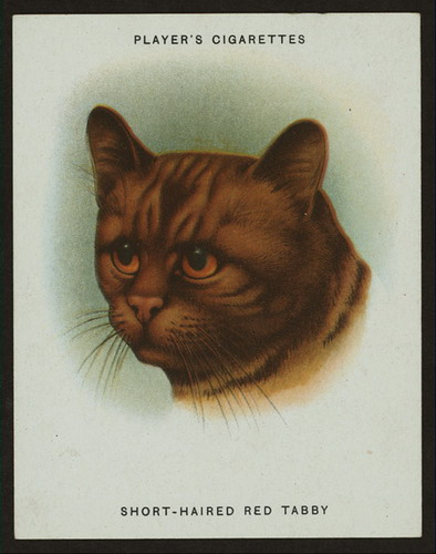 Сигаретные карточки с кошками фото 9