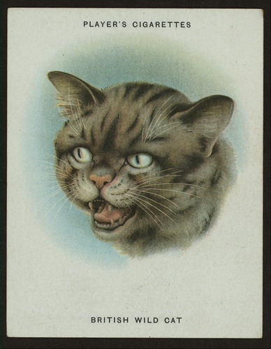 Сигаретные карточки с кошками фото 16
