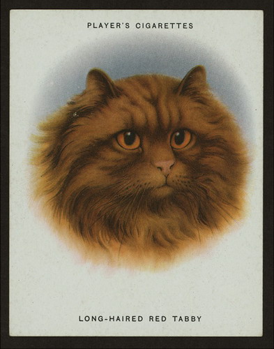 Сигаретные карточки с кошками фото 19
