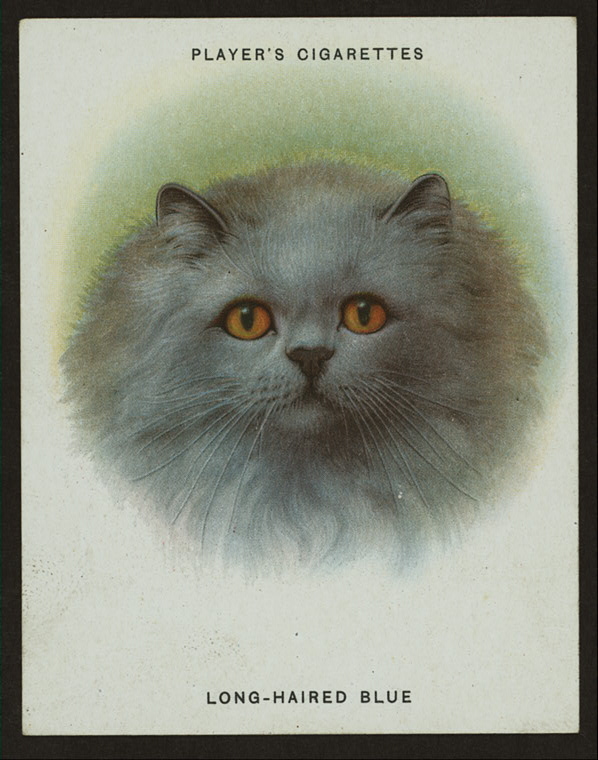 Сигаретные карточки с кошками :: фотография 2