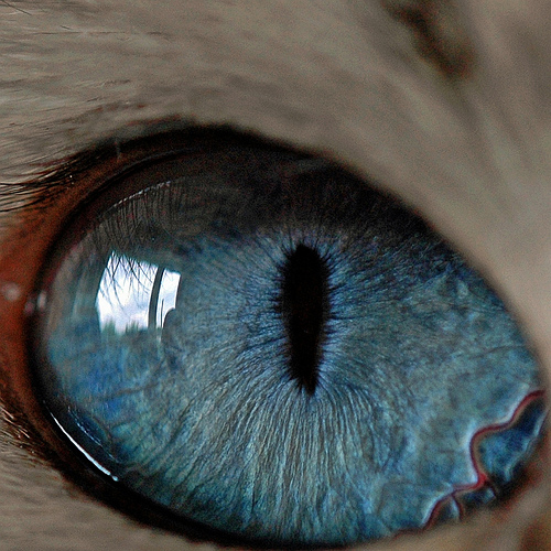 Глаза кошек фото 4