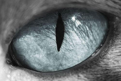 Глаза кошек фото 5