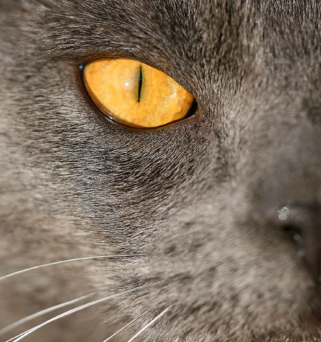 Глаза кошек фото 6