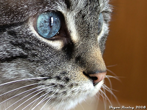 Глаза кошек фото 8