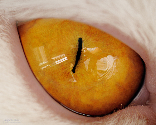 Глаза кошек фото 11