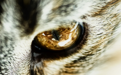 Глаза кошек фото 13