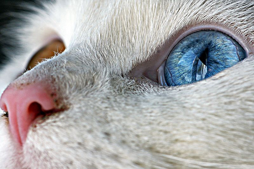 Глаза кошек фото 16