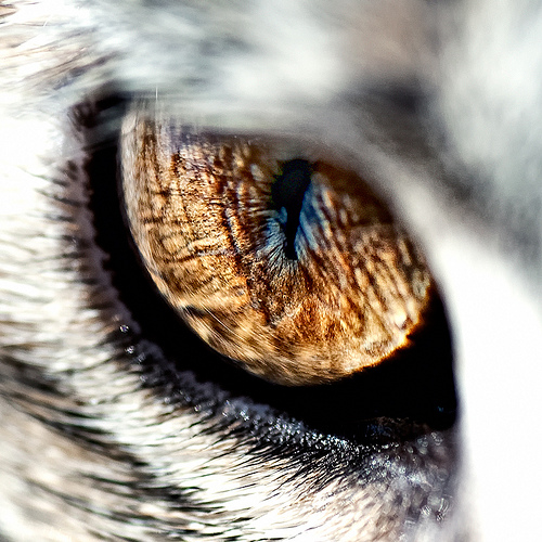 Глаза кошек фото 17