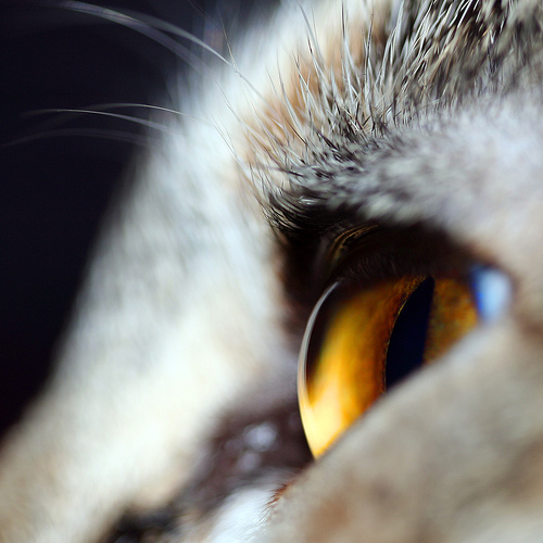 Глаза кошек фото 20