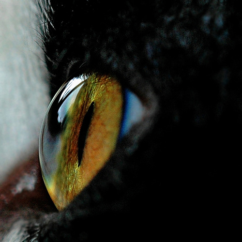 Глаза кошек фото 22