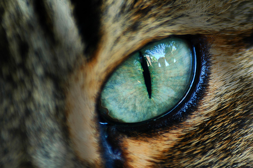Глаза кошек фото 24