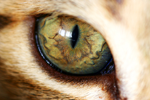 Глаза кошек фото 25