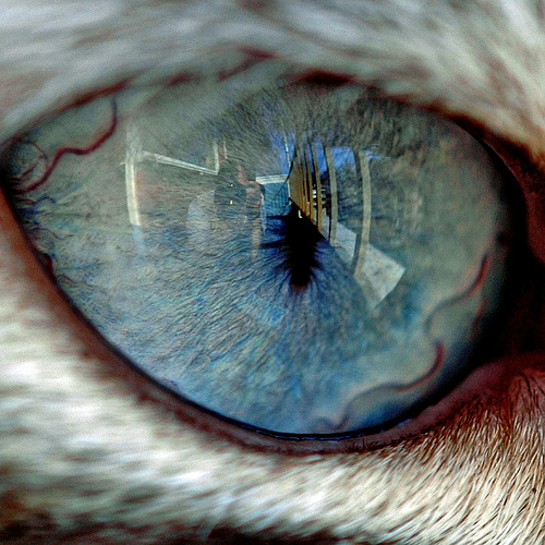 Глаза кошек фото 26