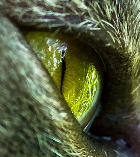 Глаза кошек фото 27