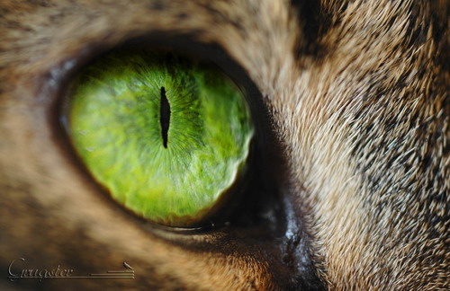 Глаза кошек фото 29