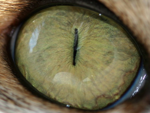 Глаза кошек фото 30