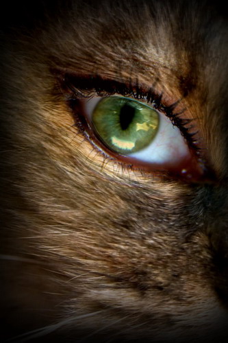 Глаза кошек фото 31
