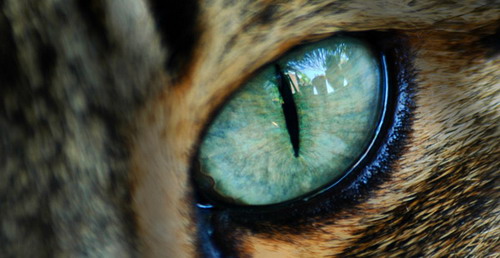 Глаза кошек фото 32