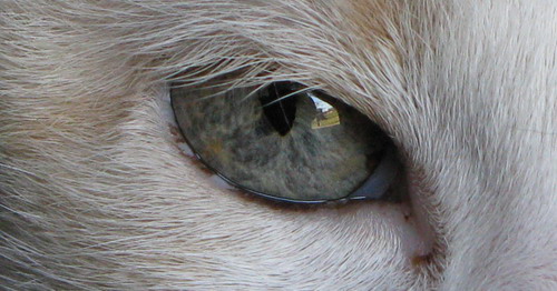 Глаза кошек фото 33