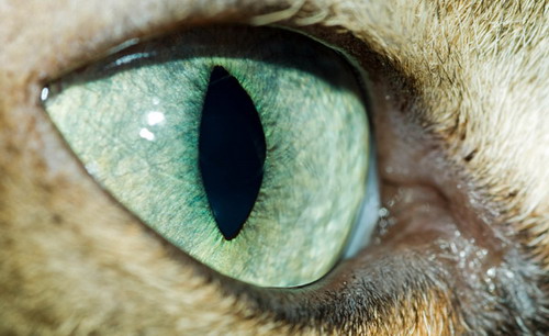 Глаза кошек фото 34
