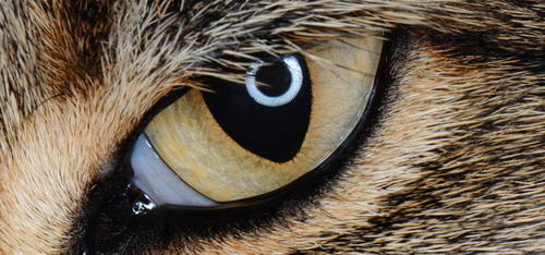 Глаза кошек фото 36
