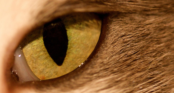 Глаза кошек :: фотография 1