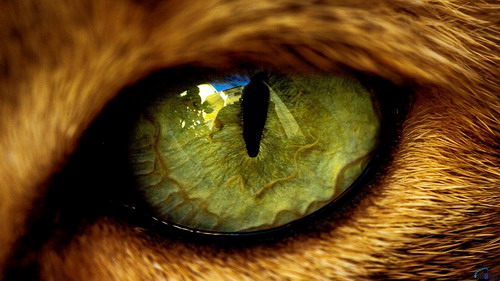Глаза кошек фото 40