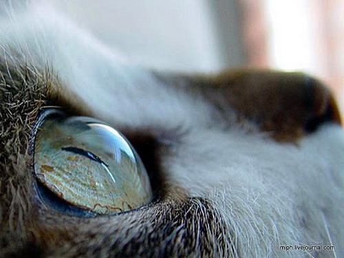 Глаза кошек фото 41