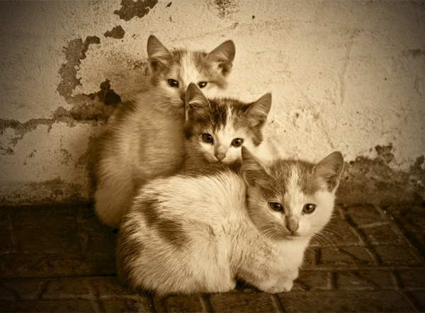И еще фотографии кошек :: фотография 1