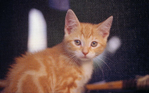 Котята на рабочий стол фото 73