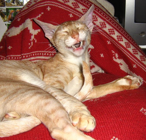 Зевающие кошки фото 2