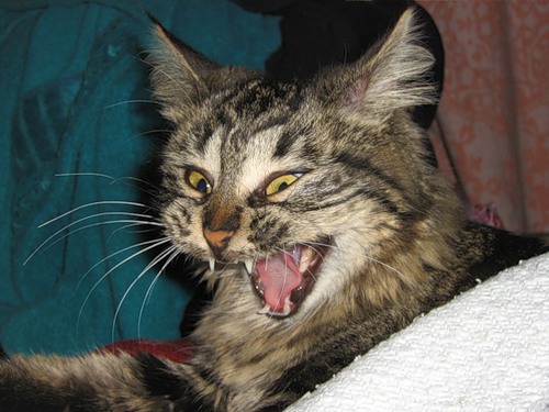 Зевающие кошки фото 3