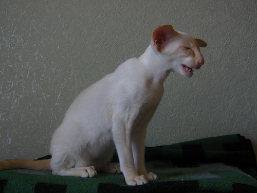 Зевающие кошки фото 4