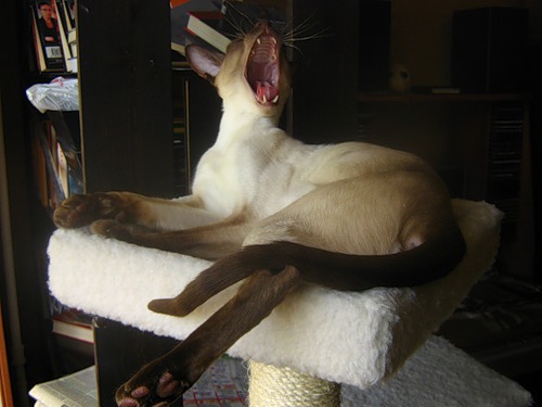 Зевающие кошки фото 6