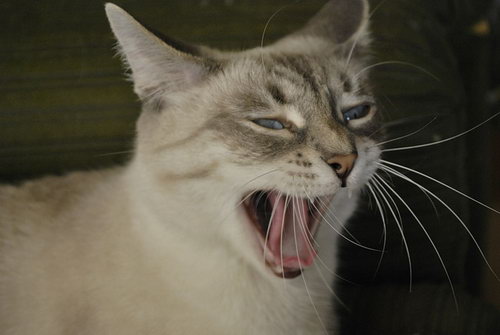Зевающие кошки фото 8