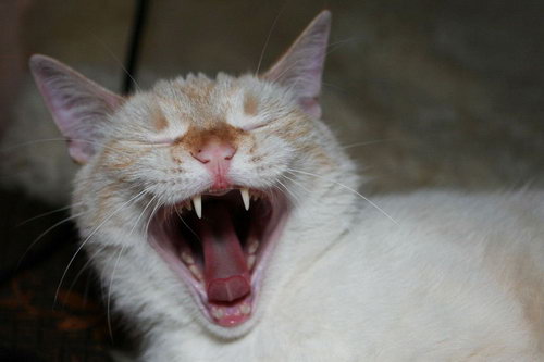 Зевающие кошки фото 9
