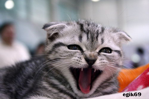 Зевающие кошки фото 10