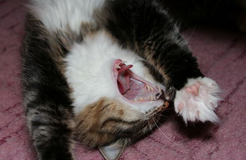 Зевающие кошки фото 11