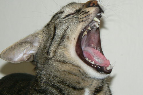 Зевающие кошки фото 12