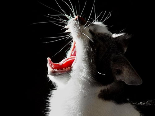 Зевающие кошки фото 15