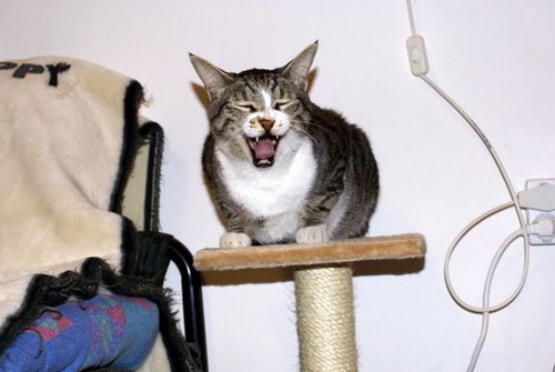 Зевающие кошки фото 16