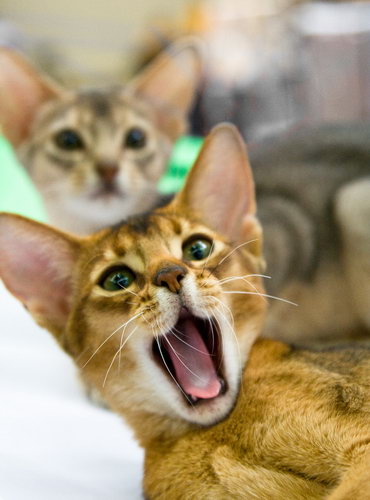 Зевающие кошки фото 21