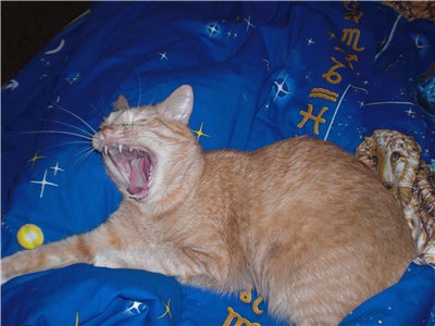 Зевающие кошки фото 24