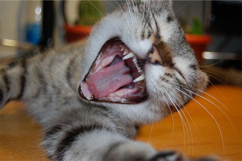 Зевающие кошки фото 30