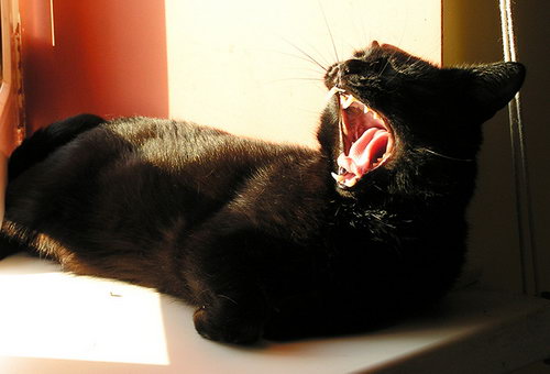 Зевающие кошки фото 33